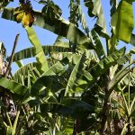 Le bananier, une plante tropicale qui apporte la jungle chez soi