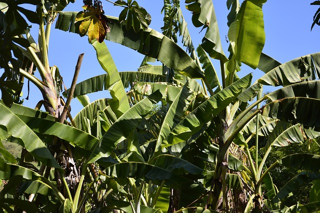 Le bananier, une plante tropicale qui apporte la jungle chez soi