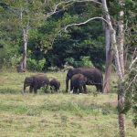 Troupeau d'éléphants dans le parc national de Kui Buri