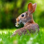 Environnement de votre lapin