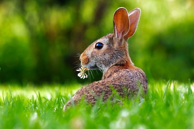 Environnement de votre lapin