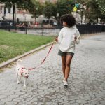 Promenade pour chien