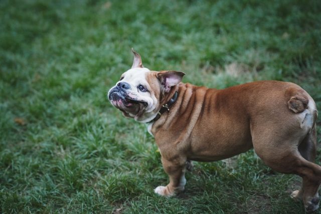 Obésité des animaux de compagnie