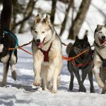 Les chiens de travail