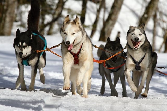 Les chiens de travail